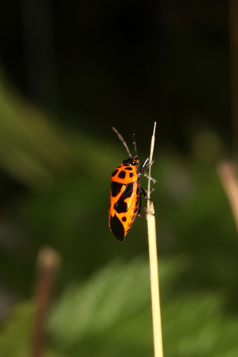 Macro chalet aout 2010 - 107